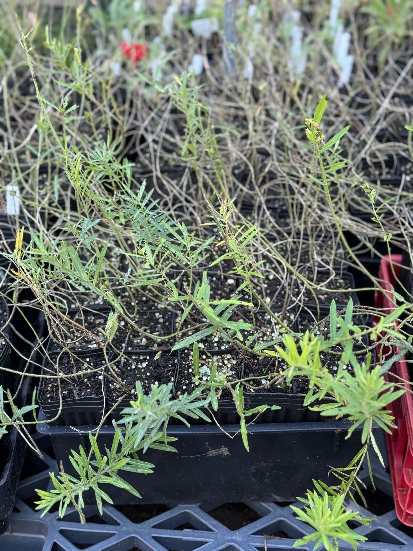 Butterfly Weed - Asclepius tuberosa