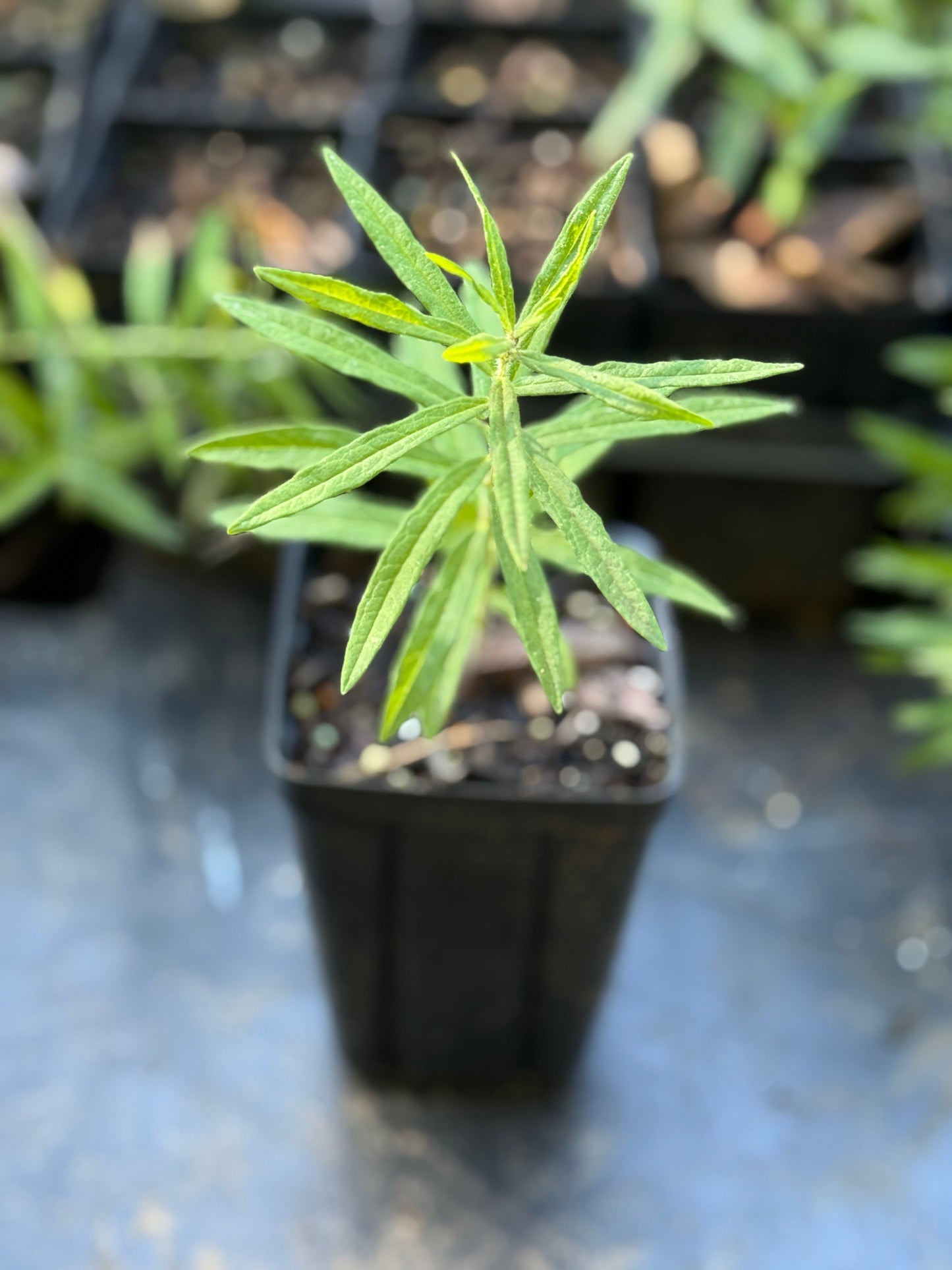 Butterfly Weed - Asclepius tuberosa