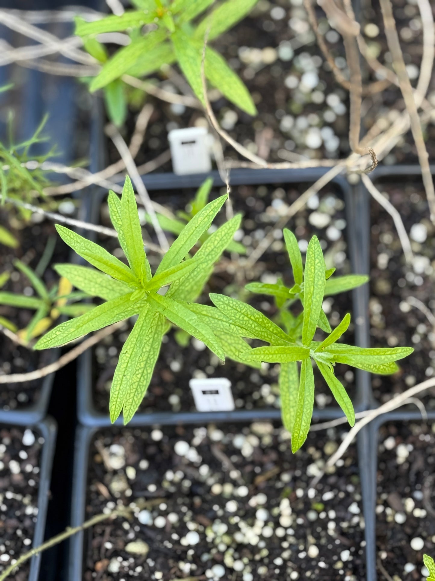 Butterfly Weed - Asclepius tuberosa