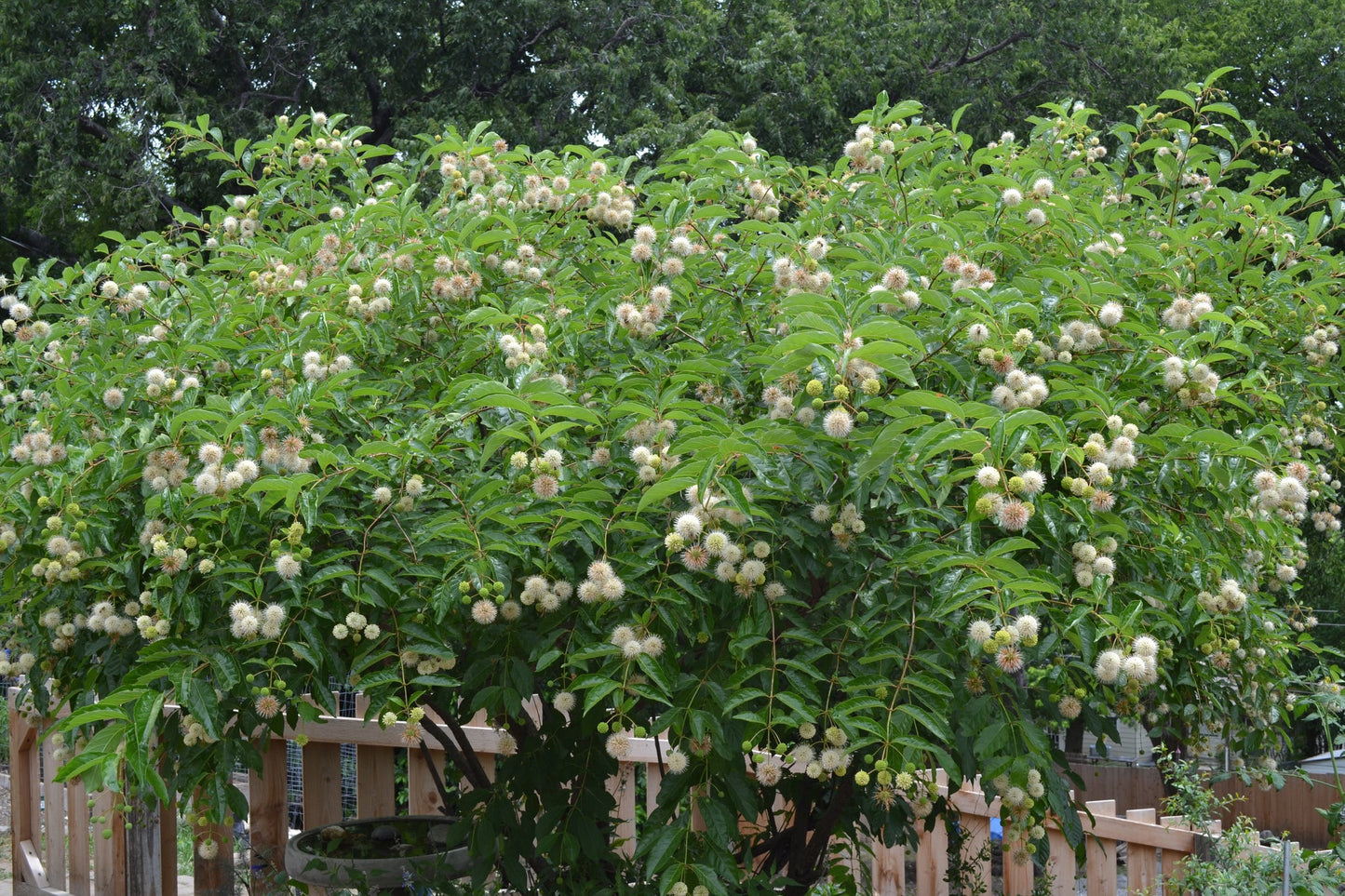 Buttonbush - Cephalanthus occidentalis