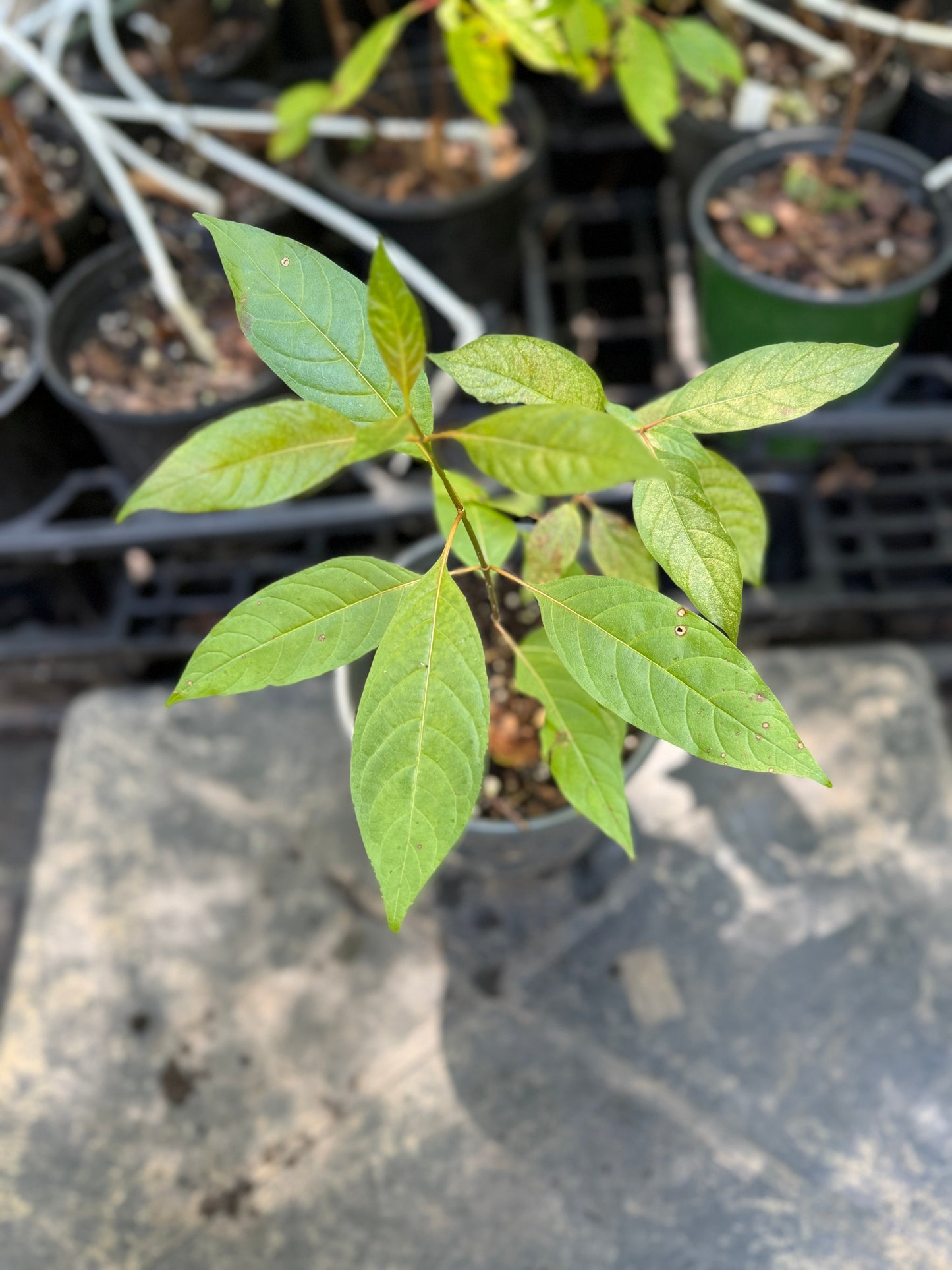 Buttonbush - Cephalanthus occidentalis