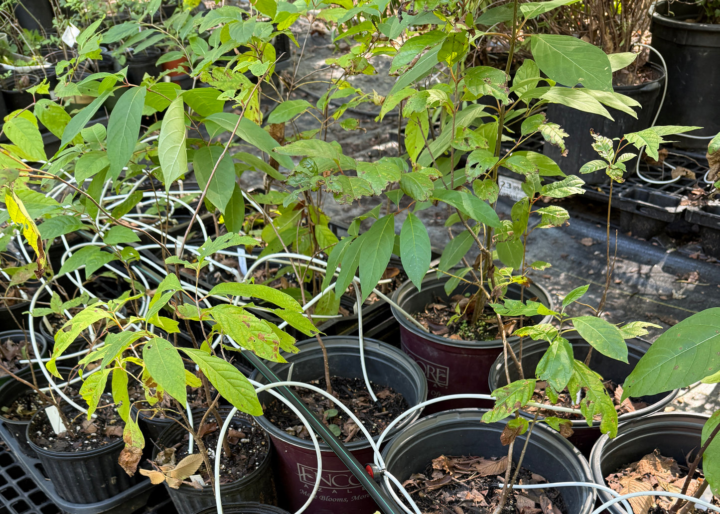 Buttonbush - Cephalanthus occidentalis