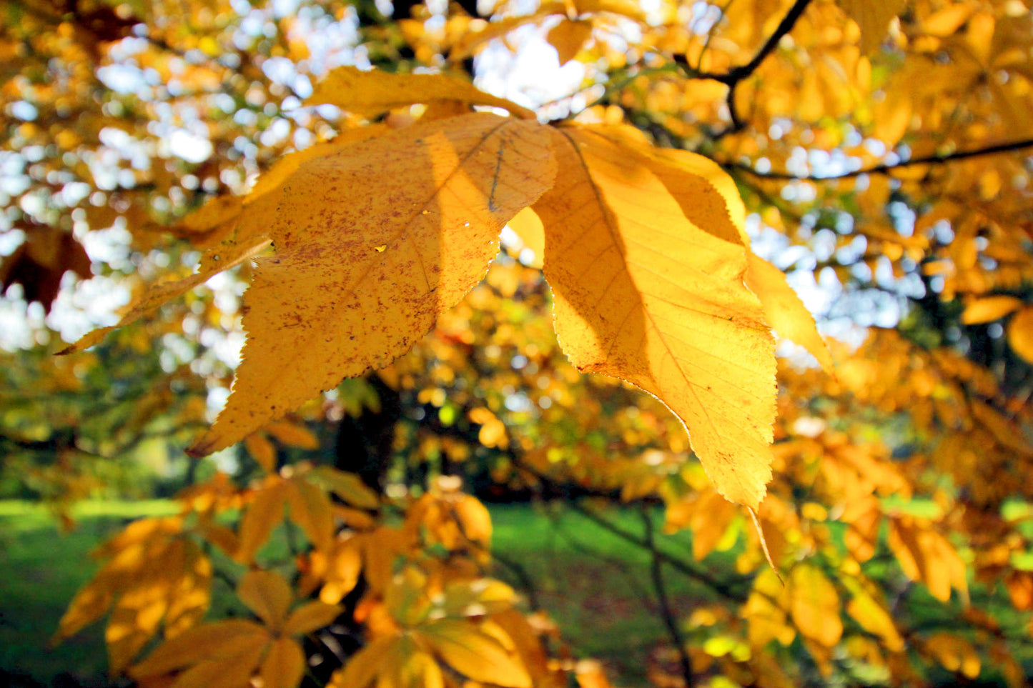 Red Buckeye - Aesculus pavia