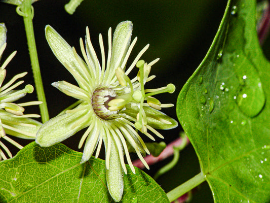 Yellow Passionvine - Passiflora lutea