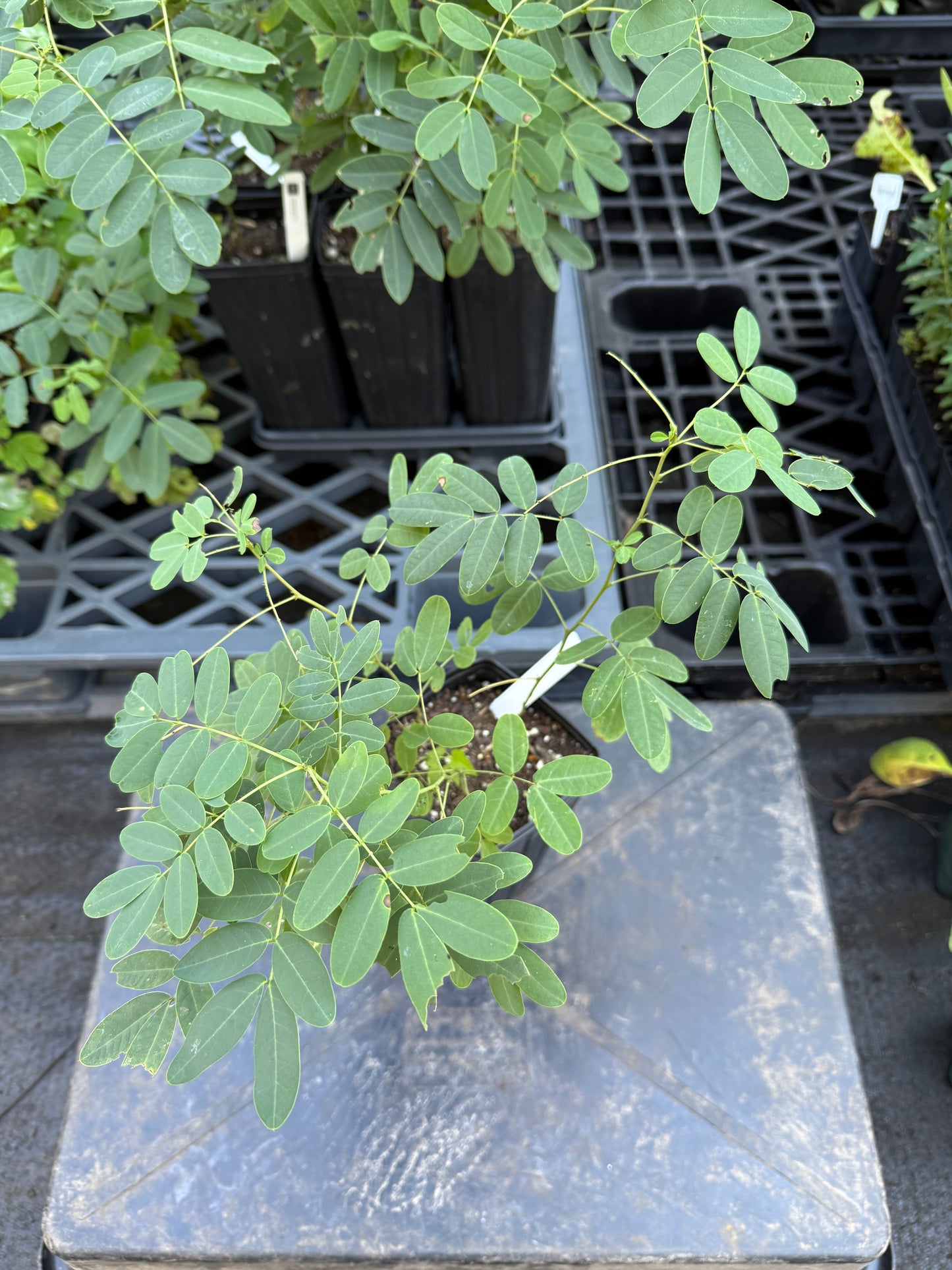 Carolina Bush Pea - Thermopsis villosa