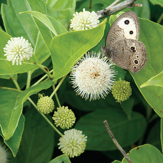 Buttonbush - Cephalanthus occidentalis