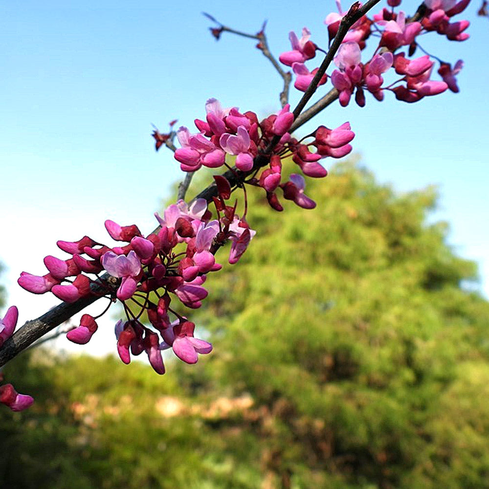 Red Bud - Cercis canadensis