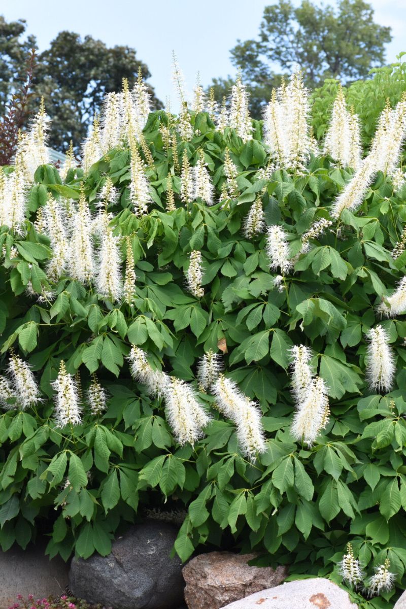 Bottlebrush Buckeye - Aesculus parviflora