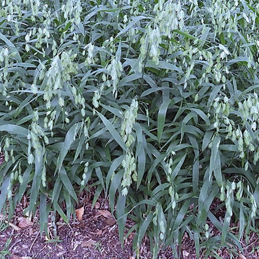 Sea Oats - Chasmanthium latifolium