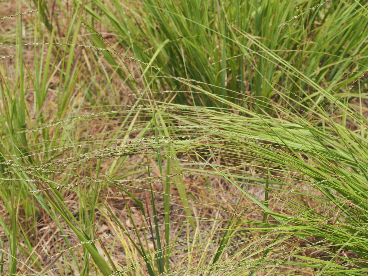 Slender Woodoats/Spikegrass - Chasmanthium laxum