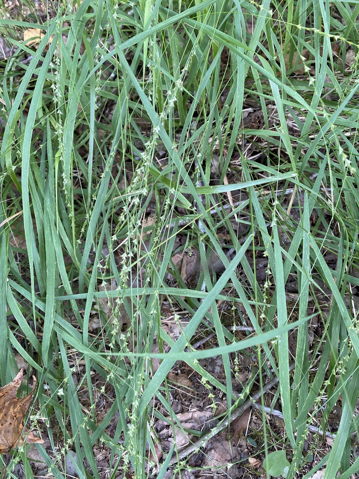 Slender Woodoats/Spikegrass - Chasmanthium laxum