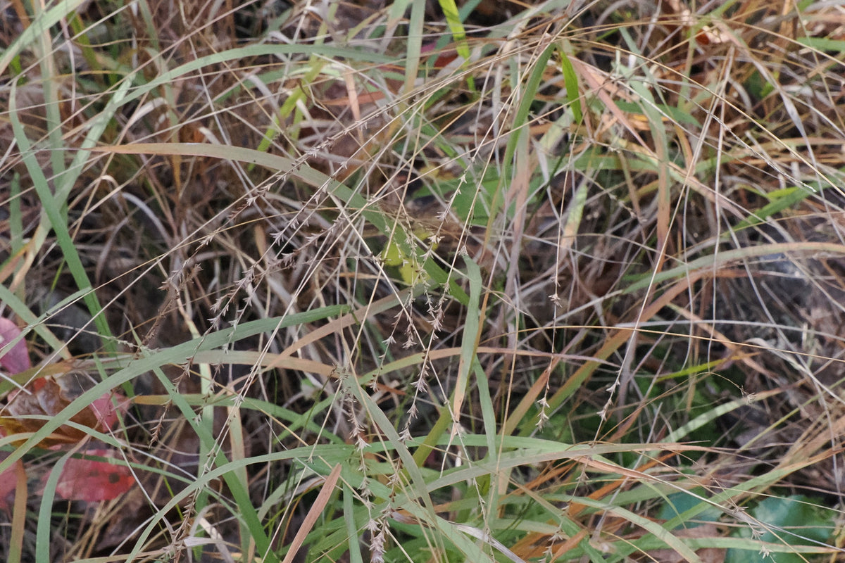 Slender Woodoats/Spikegrass - Chasmanthium laxum
