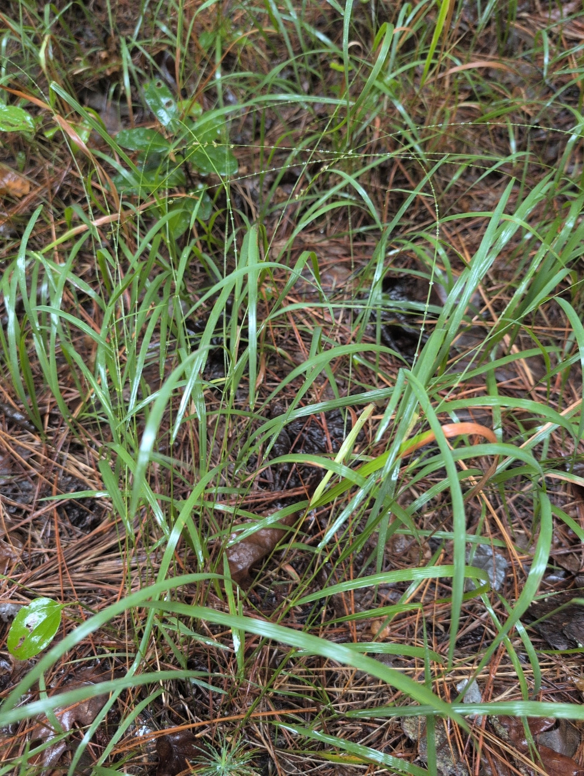 Slender Woodoats/Spikegrass - Chasmanthium laxum