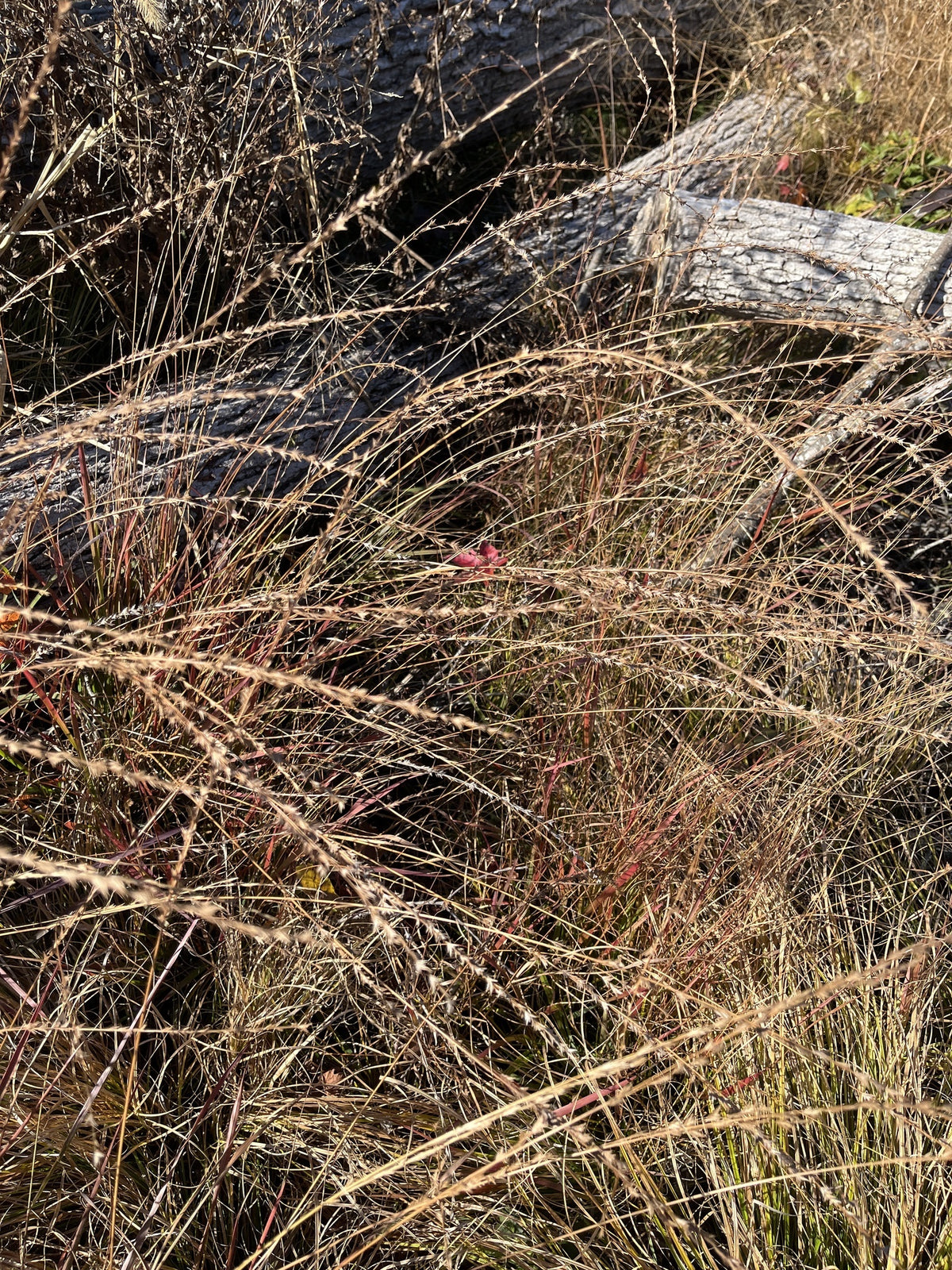 Slender Woodoats/Spikegrass - Chasmanthium laxum