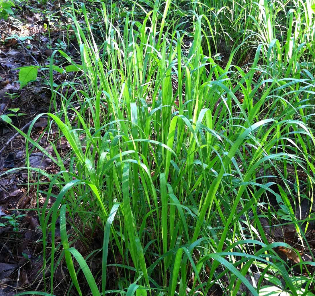 Slender Woodoats/Spikegrass - Chasmanthium laxum