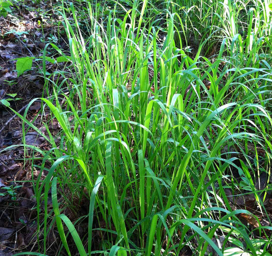 Slender Woodoats/Spikegrass - Chasmanthium laxum