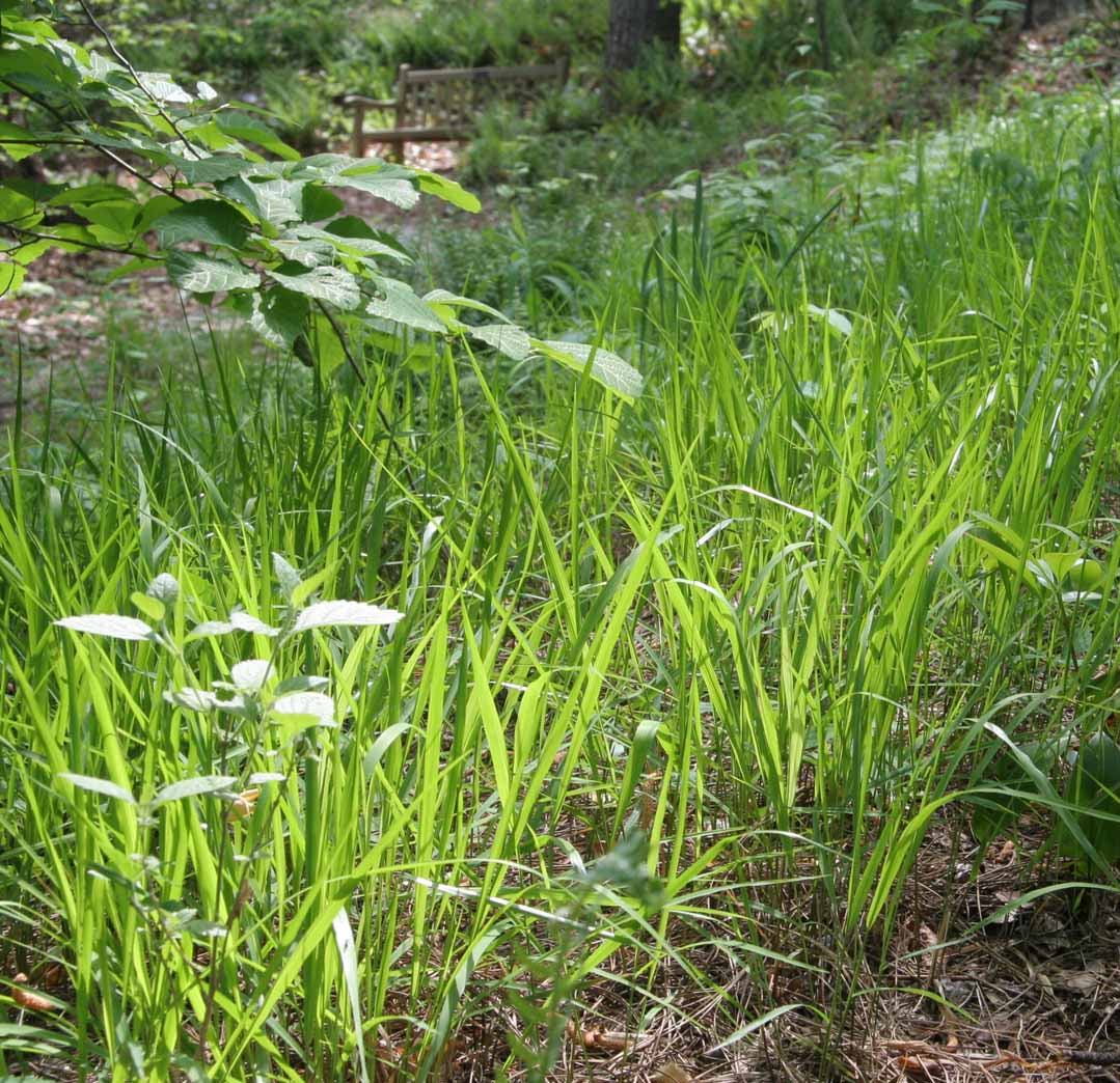Slender Woodoats/Spikegrass - Chasmanthium laxum