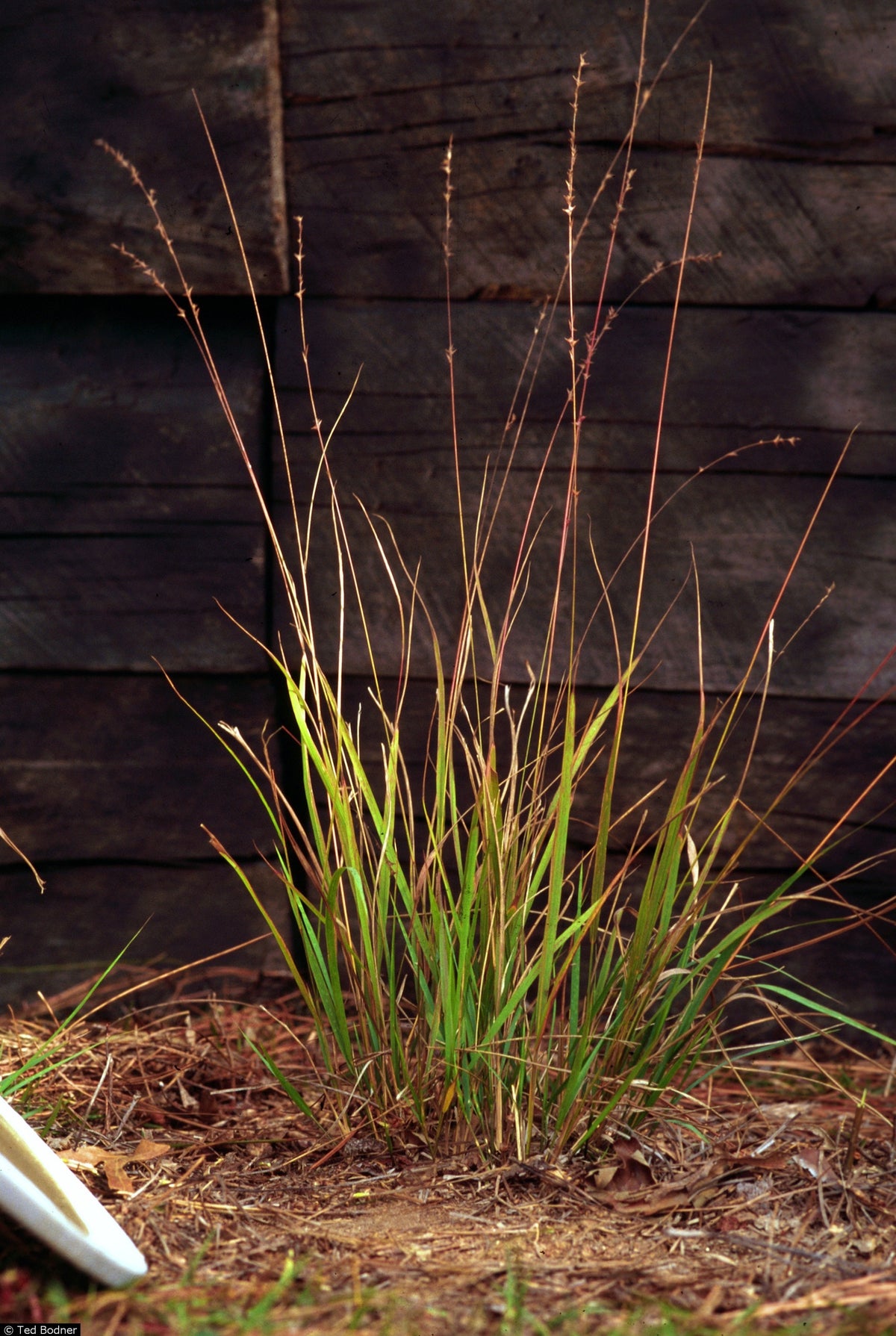 Slender Woodoats/Spikegrass - Chasmanthium laxum