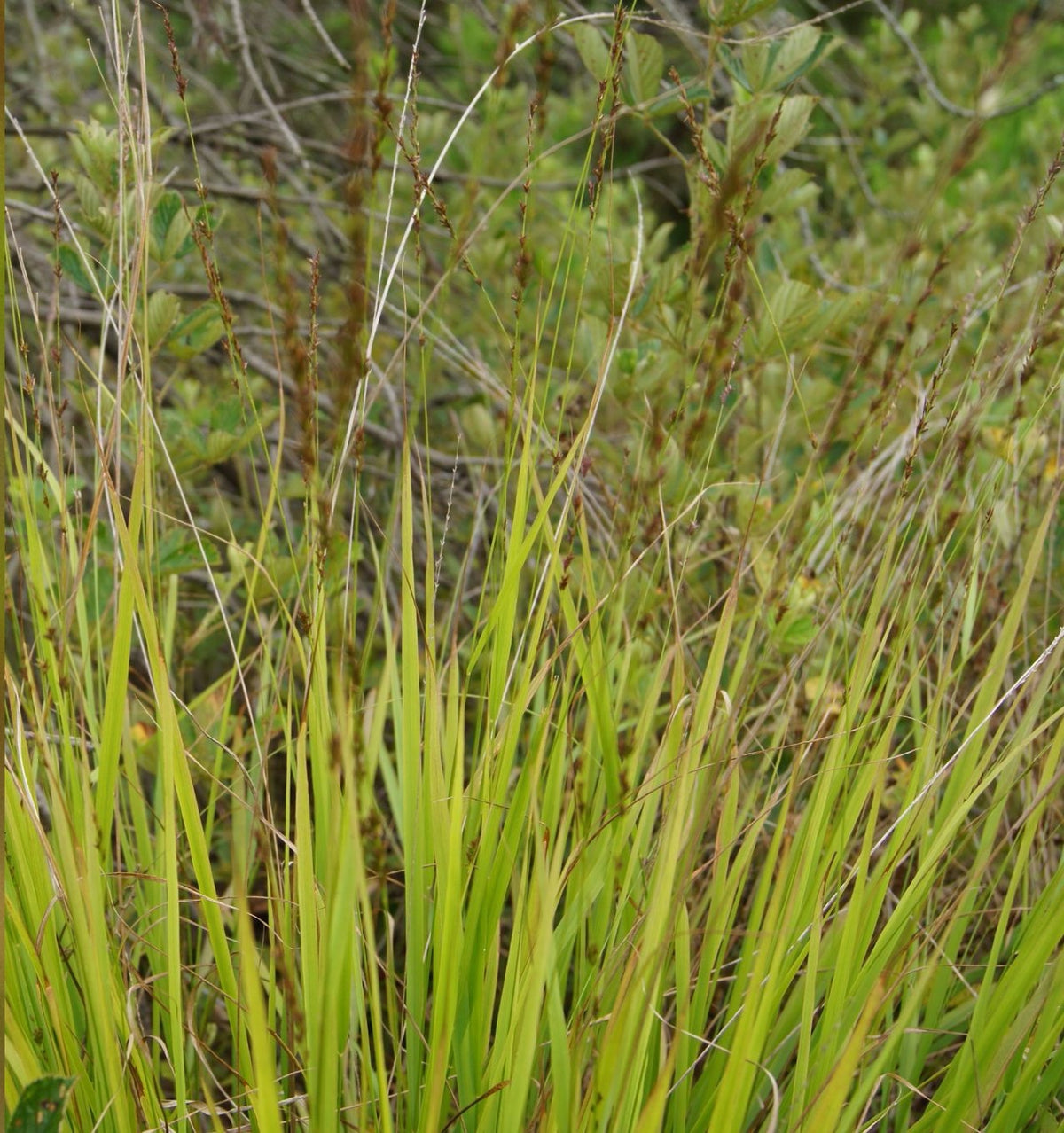 Slender Woodoats/Spikegrass - Chasmanthium laxum