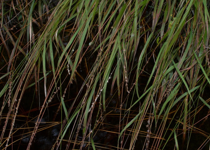 Slender Woodoats/Spikegrass - Chasmanthium laxum
