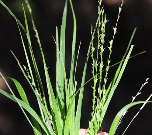 Slender Woodoats/Spikegrass - Chasmanthium laxum