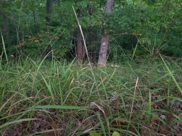 Slender Woodoats/Spikegrass - Chasmanthium laxum