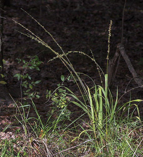 Slender Woodoats/Spikegrass - Chasmanthium laxum