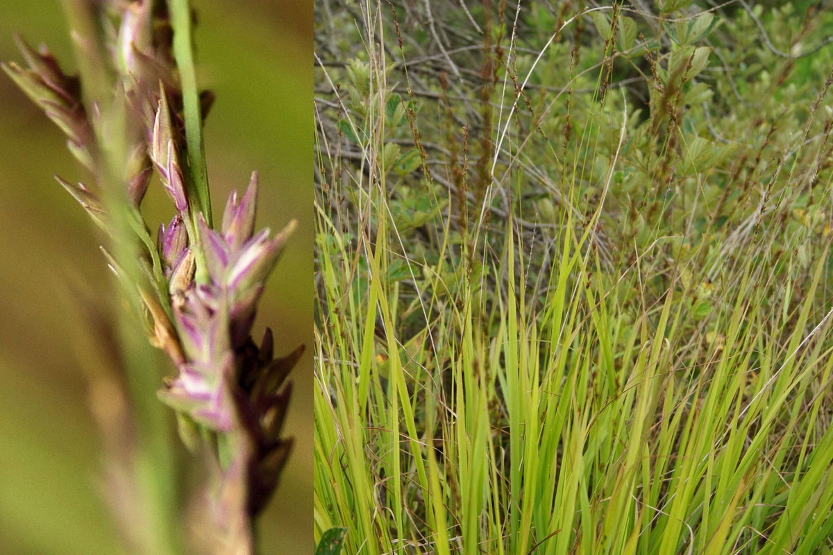 Slender Woodoats/Spikegrass - Chasmanthium laxum