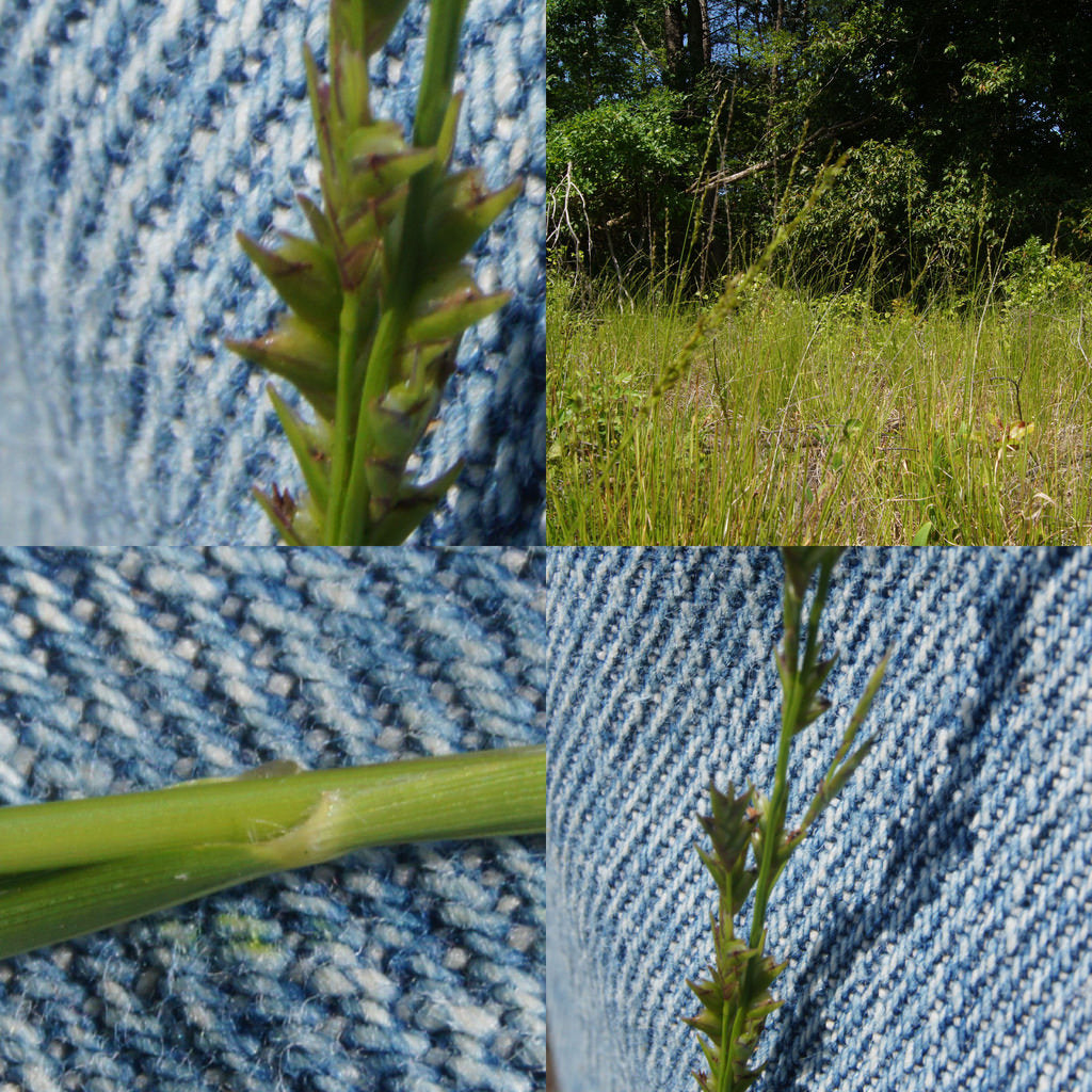Slender Woodoats/Spikegrass - Chasmanthium laxum