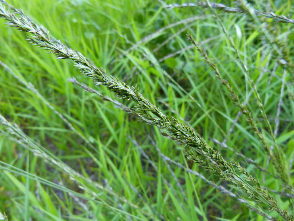 Slender Woodoats/Spikegrass - Chasmanthium laxum