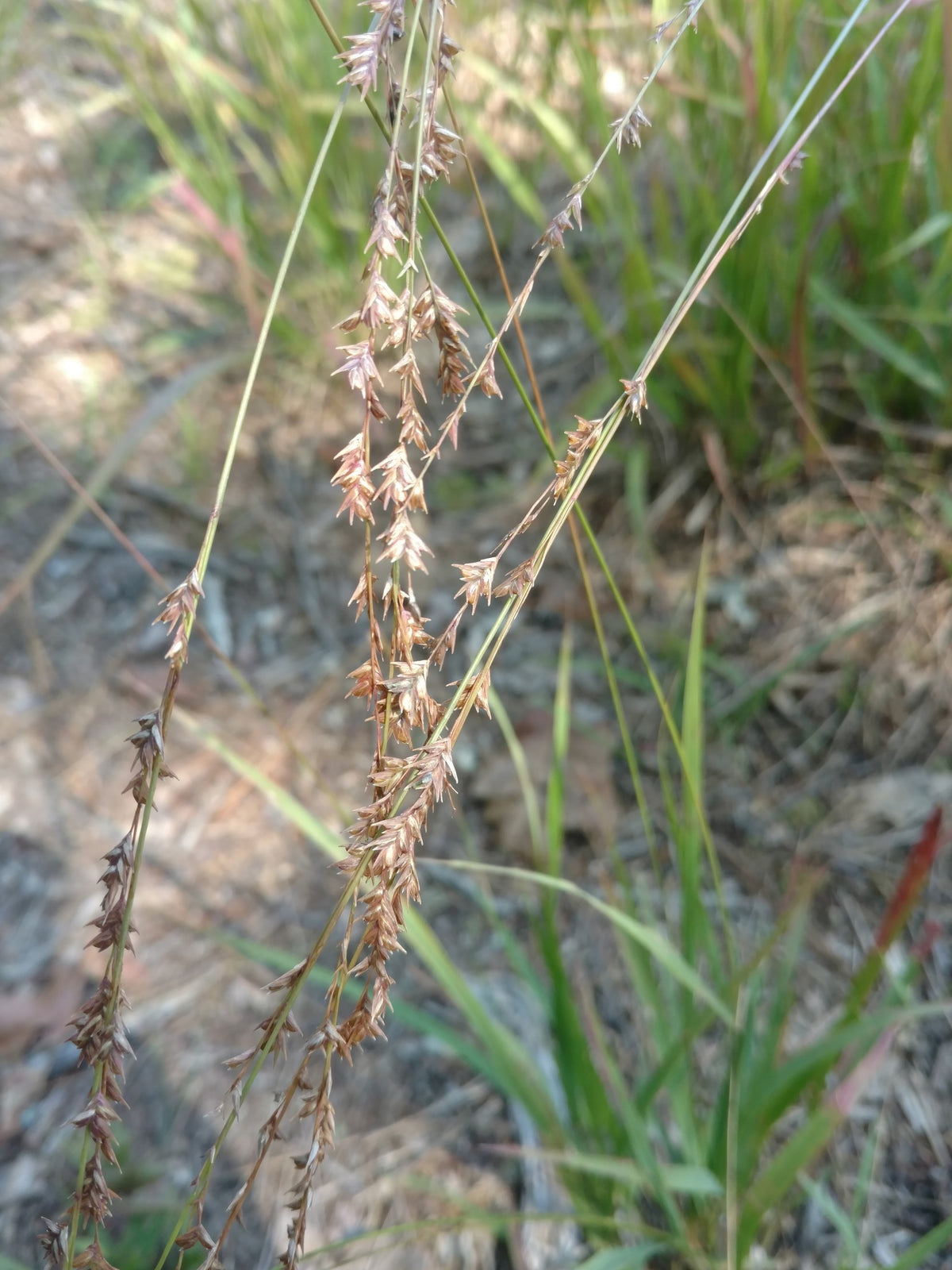 Slender Woodoats/Spikegrass - Chasmanthium laxum