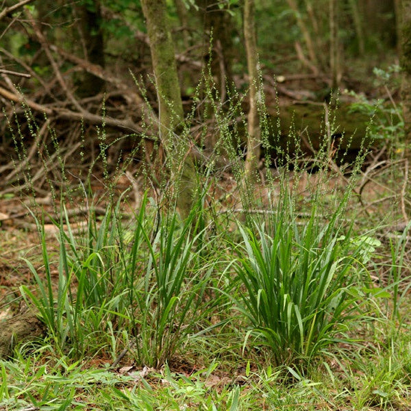 Longleaf Wood Oats - Chasmanthium sessiliflorum
