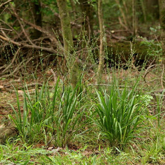 Longleaf Wood Oats - Chasmanthium sessiliflorum