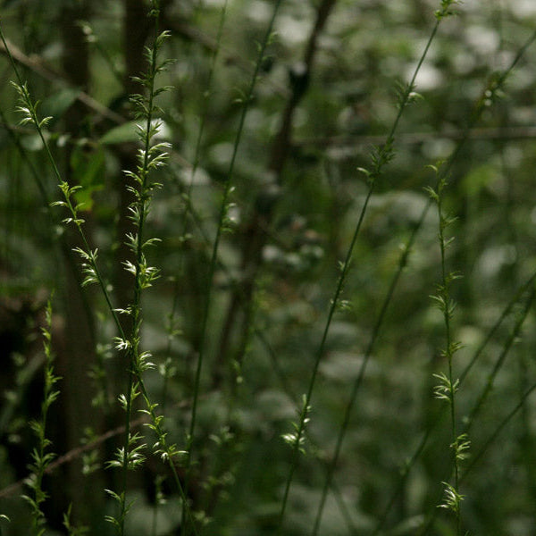 Longleaf Wood Oats - Chasmanthium sessiliflorum