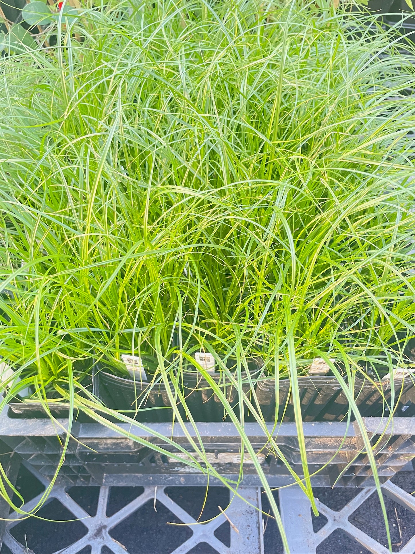 Cherokee Sedge - Carex cherokeensis