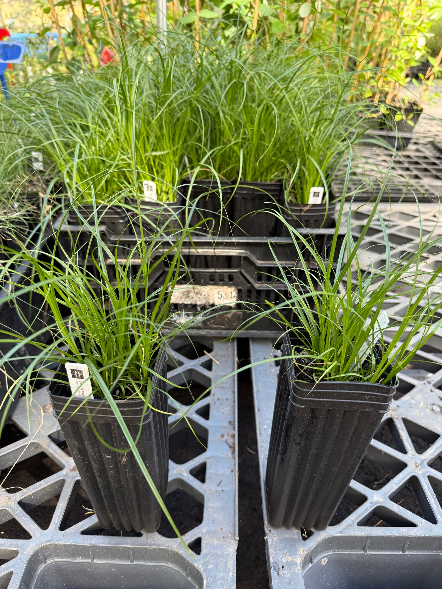 Cherokee Sedge - Carex cherokeensis