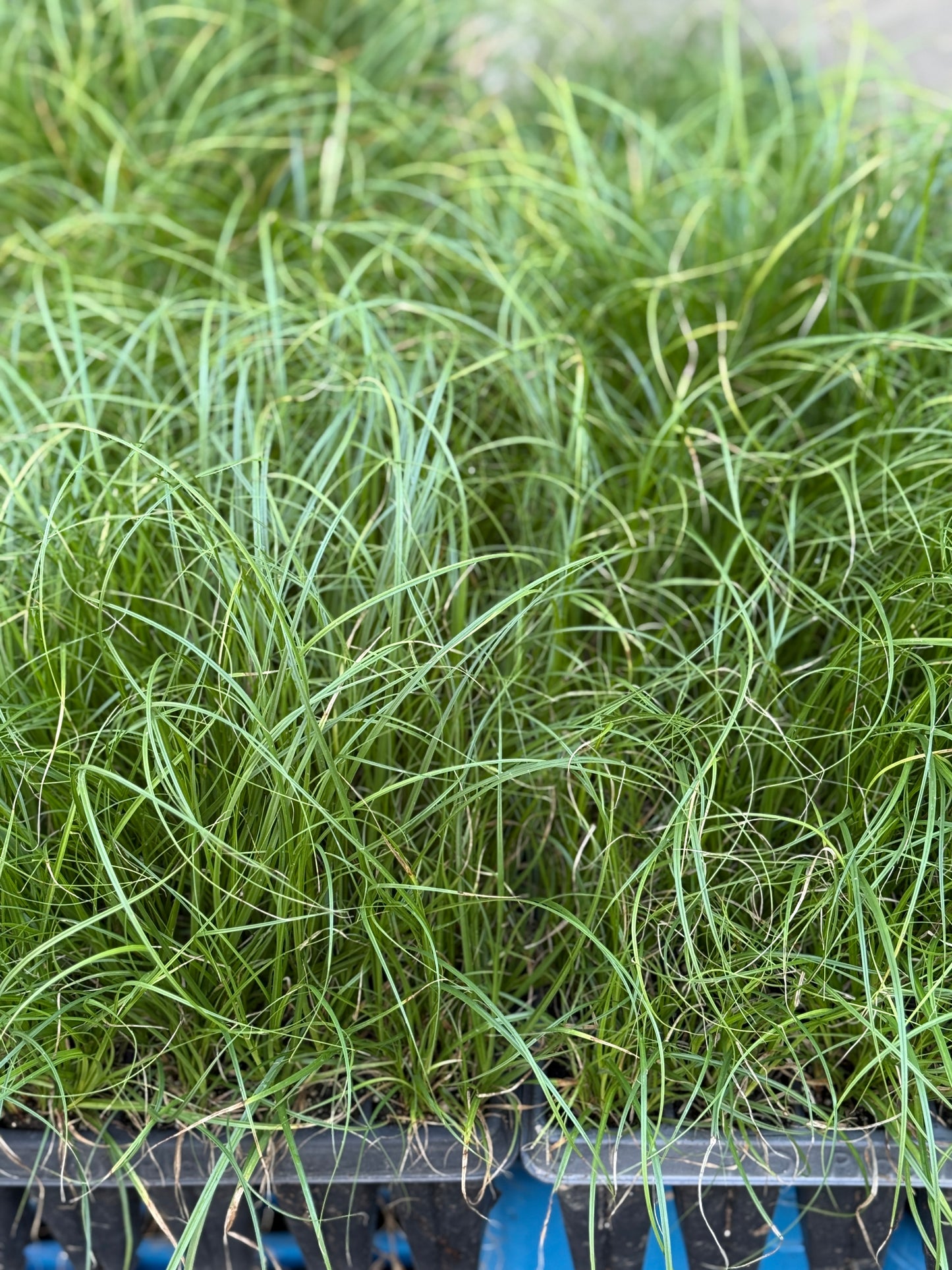 Cherokee Sedge - Carex cherokeensis