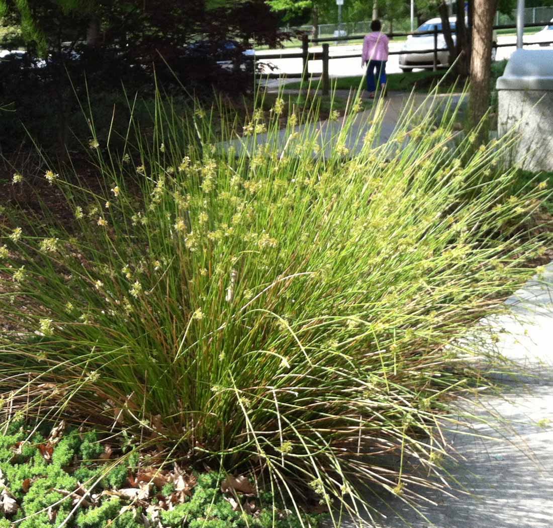 Common/Soft Rush - Juncus effusus