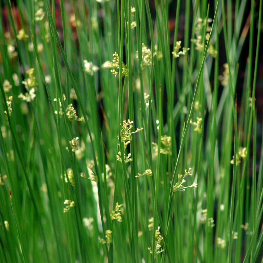 Common/Soft Rush - Juncus effusus