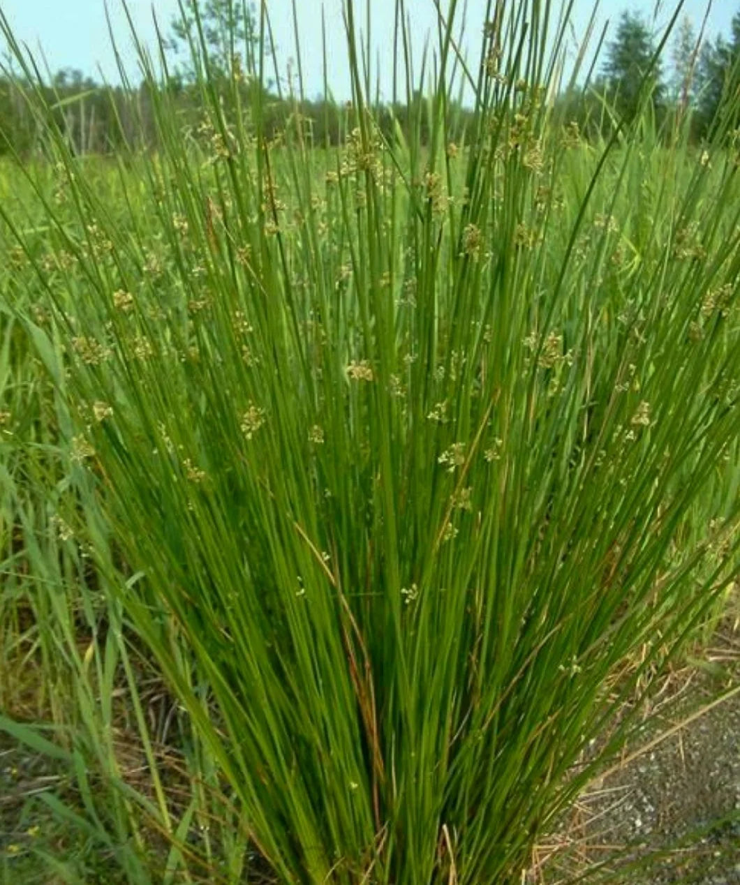 Common/Soft Rush - Juncus effusus