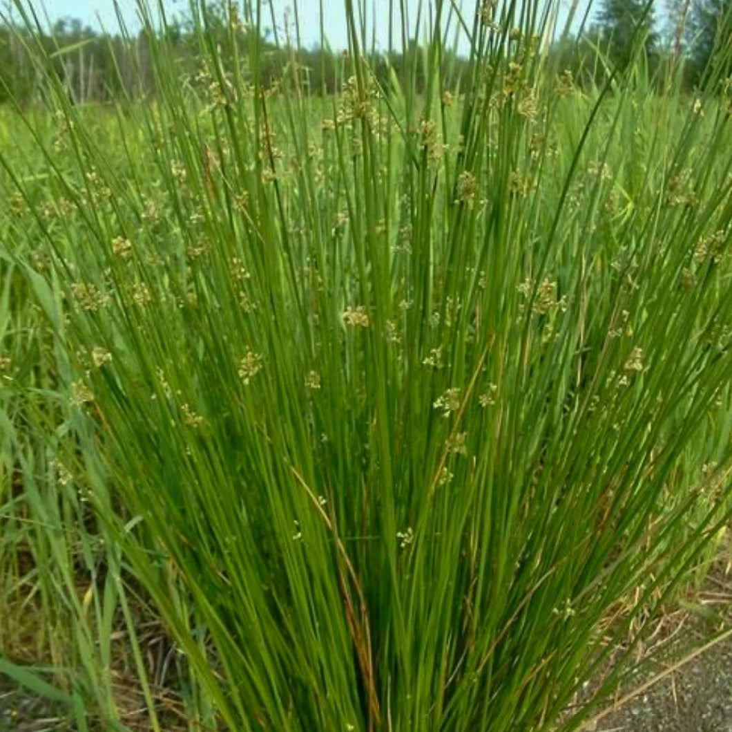 Common/Soft Rush - Juncus effusus