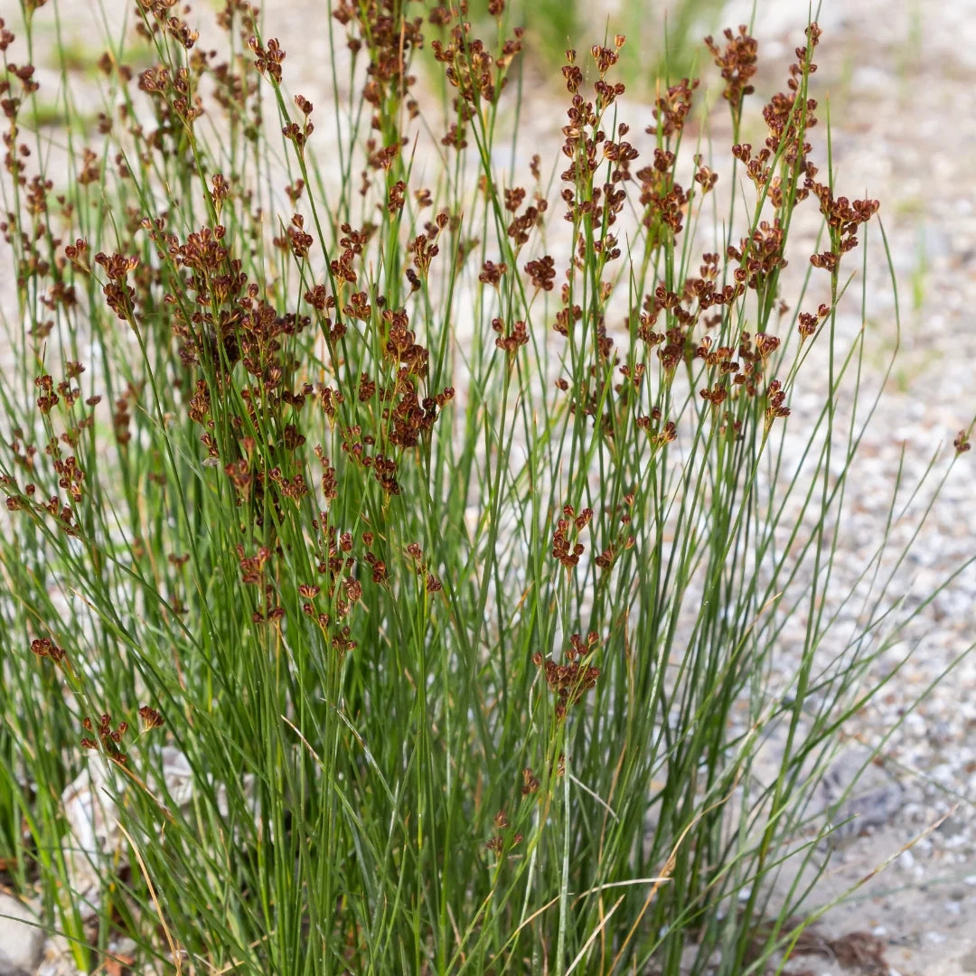 Common/Soft Rush - Juncus effusus