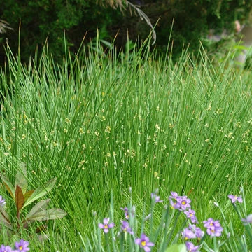 Common/Soft Rush - Juncus effusus