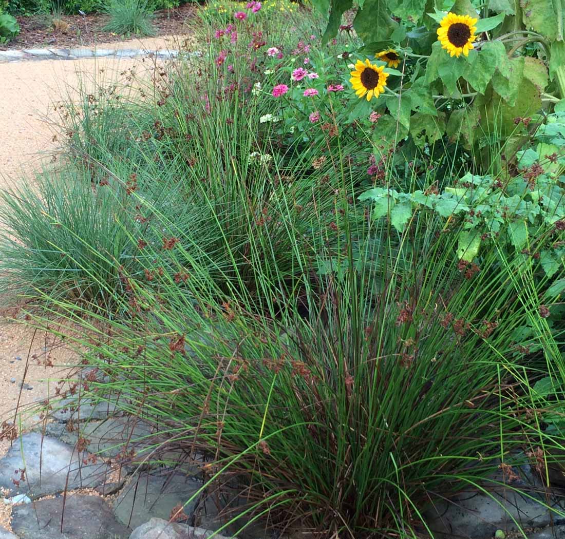 Common/Soft Rush - Juncus effusus