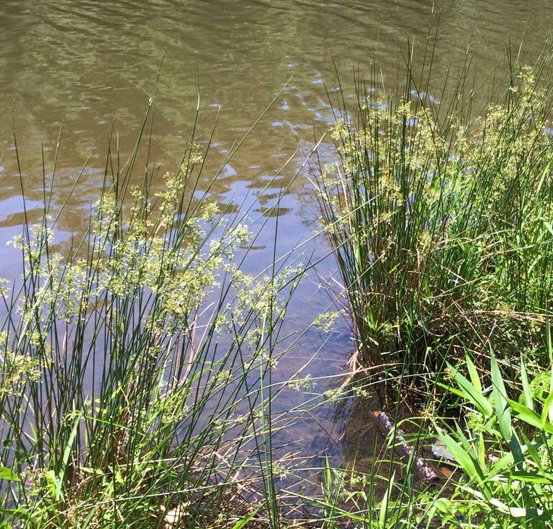 Common/Soft Rush - Juncus effusus