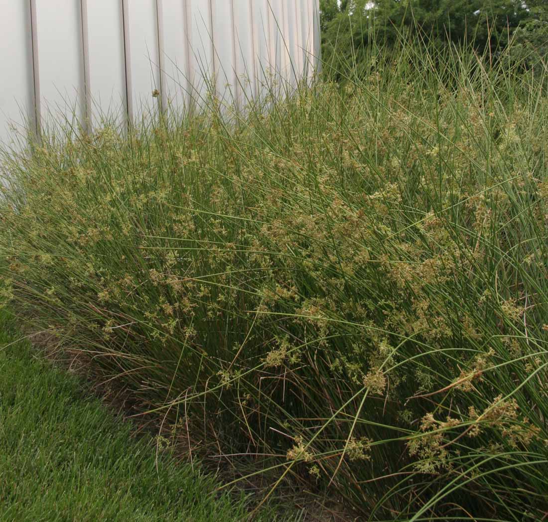 Common/Soft Rush - Juncus effusus