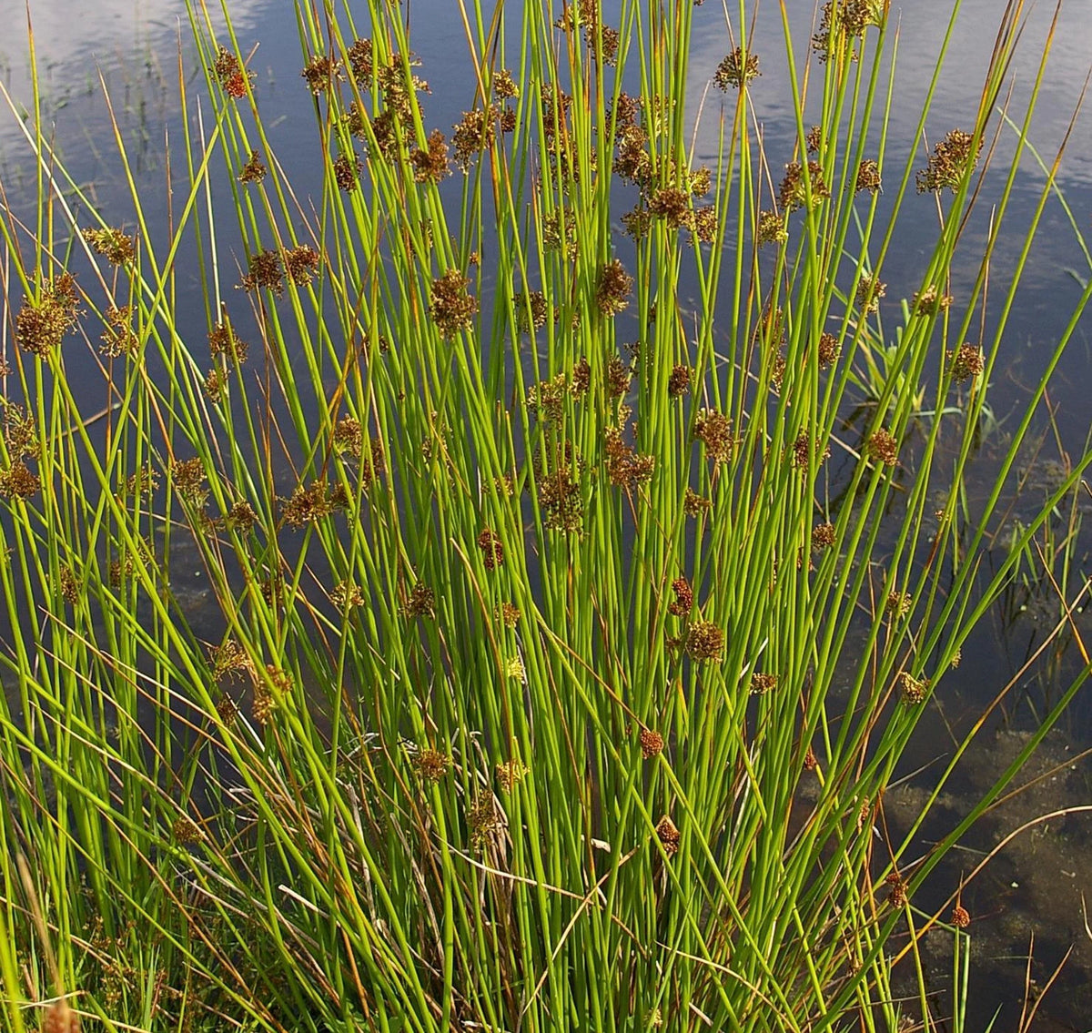 Common/Soft Rush - Juncus effusus