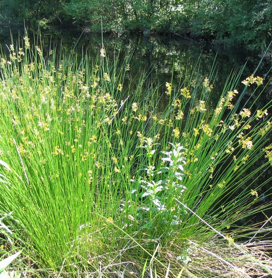 Common/Soft Rush - Juncus effusus