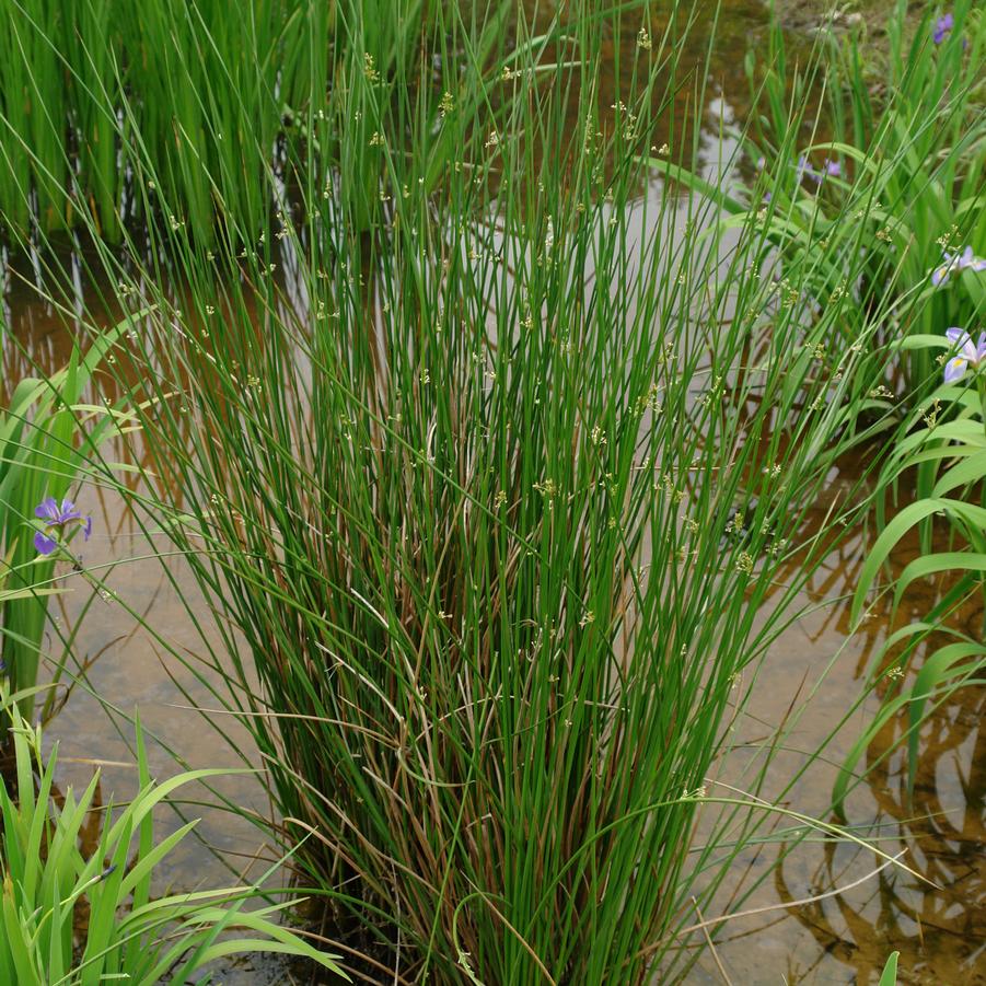 Common/Soft Rush - Juncus effusus
