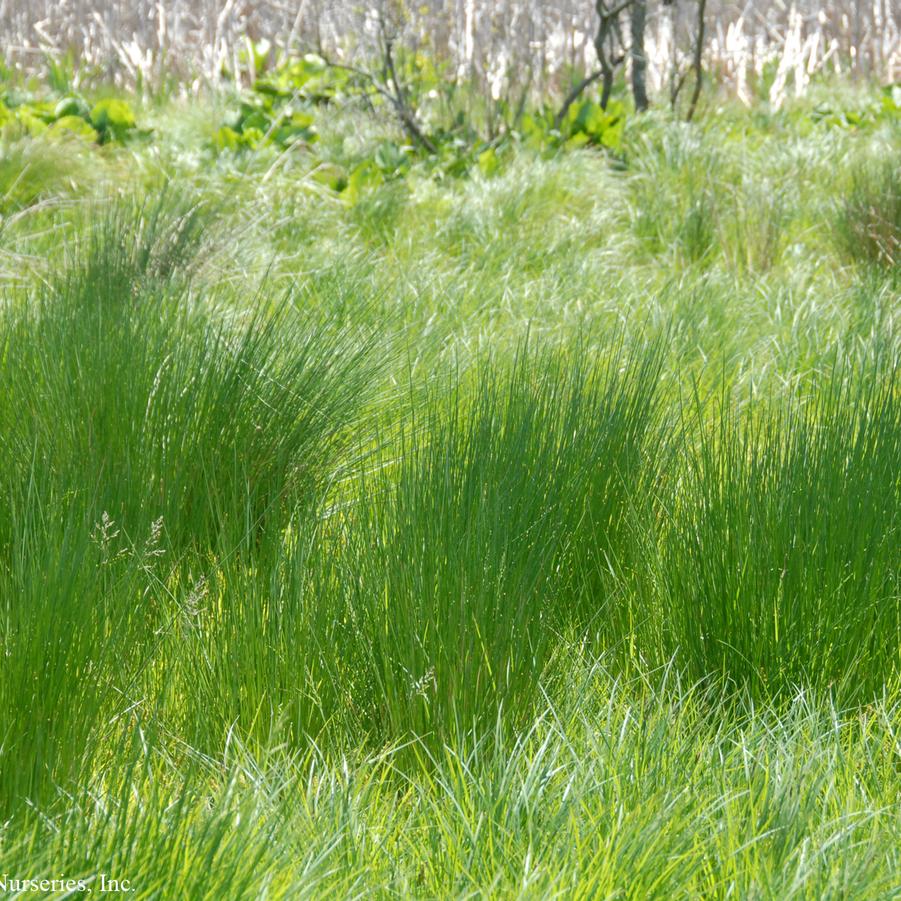 Common/Soft Rush - Juncus effusus
